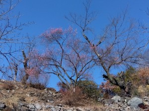 展望台付近の「紅冬至」