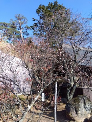 梅天神横の「玉牡丹」と「寒紅梅」