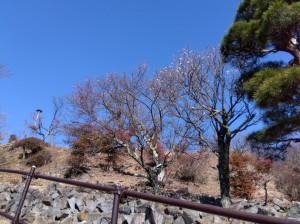 梅天神上の「寒紅梅」と「冬至梅」