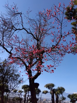 すでに5分咲きの「寒紅梅」