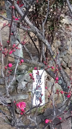 中咲きの「鹿児島紅梅」も一部開花