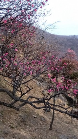 「寒紅梅」が3分咲きの場所です。