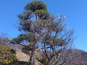 梅天神上の「冬至梅」と「寒紅梅」