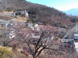 展望台付近の「紅冬至梅」