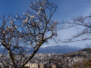 「冬至梅」と南アルプス