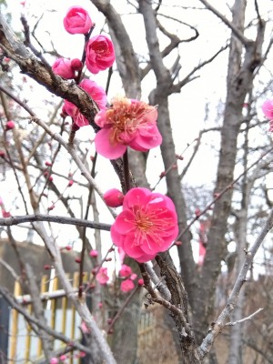 「紅紅梅」が咲き出しました。