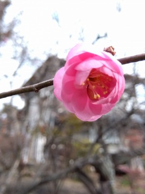 つぼみから開花の「日光」