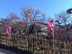 入園口手前の坂の「冬至梅」「紅紅梅」