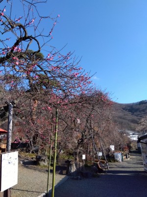 売店前の「寒紅梅」