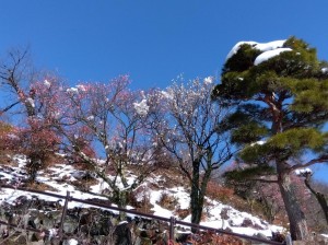 梅天神上の「寒紅梅」「冬至梅」