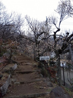 「黄梅の小径」も徐々に開花！