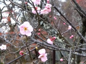 「紅冬至梅」が開花。