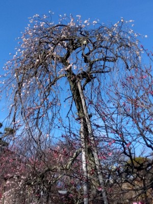 見頃の「日月しだれ」