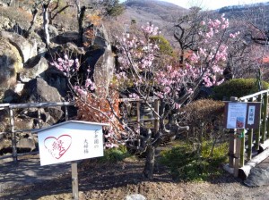 満開の「夫婦梅」