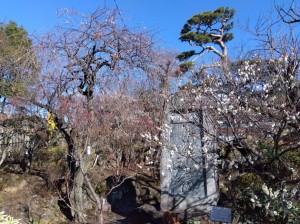 入園口付近も咲き出しています。