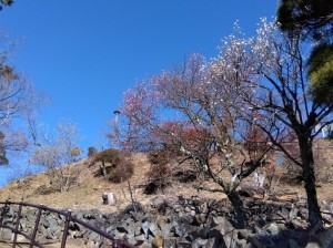 梅天神坂上はすでに満開！