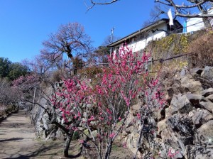 「道しるべ」「寒紅梅」