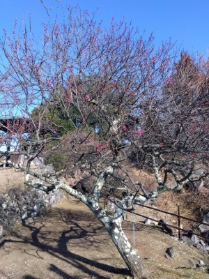 咲き出した「紅千鳥」