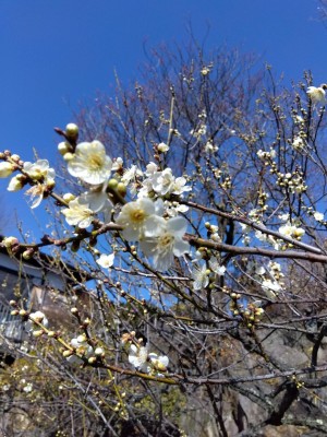 遅咲きの「月光」が咲き出しました。