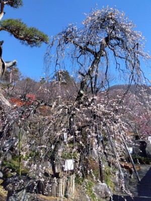 ほぼ満開の「日月しだれ」