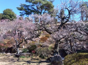 園内の最古木の冬至梅が見頃！