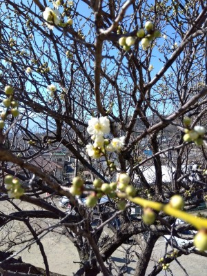 唯一の緑の花「緑宝」が咲き出す