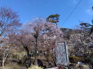 入園口より「紅梅しだれ」