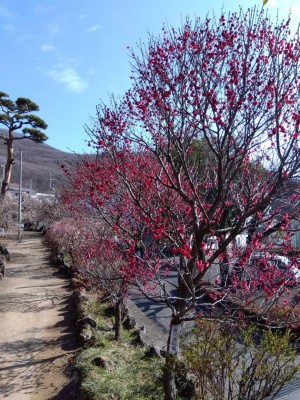 「寒紅梅」と「鹿児島紅梅」