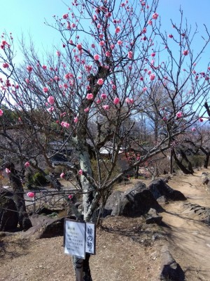 「緋の袴」が開花！