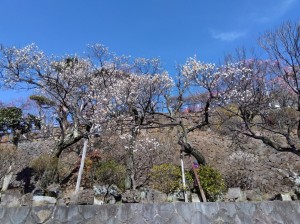 色とりどりの梅の花が見頃。