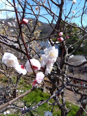 花弁の大きな「八重豊後梅」