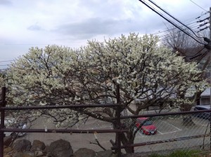 「緑宝」は満開。