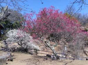 展望台の「紅千鳥」と「白加賀」