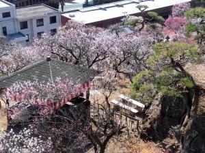 「梅天神」の上から。