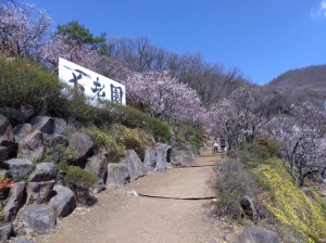 さらにのぼると「豊後梅」との競演