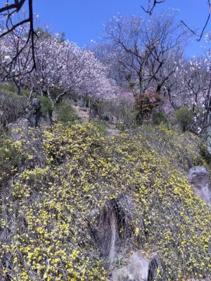 小径をのぼるとこんな景色。