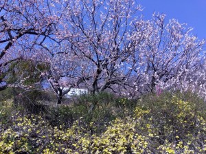 一番の見ごろ「黄梅の小径」