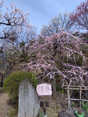 「紅梅しだれ」が満開！