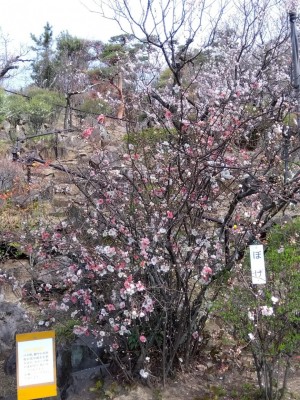 「ぼけ」も見事に。