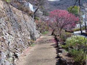 「紅千鳥」と「雪柳」