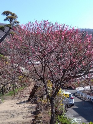 まだまだ見頃の「紅千鳥」