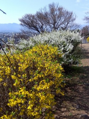 「レンギョウ」と「雪柳」