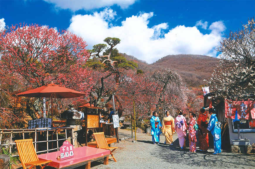 不老園 梅 観光地 山梨 フォトコンテスト 結果