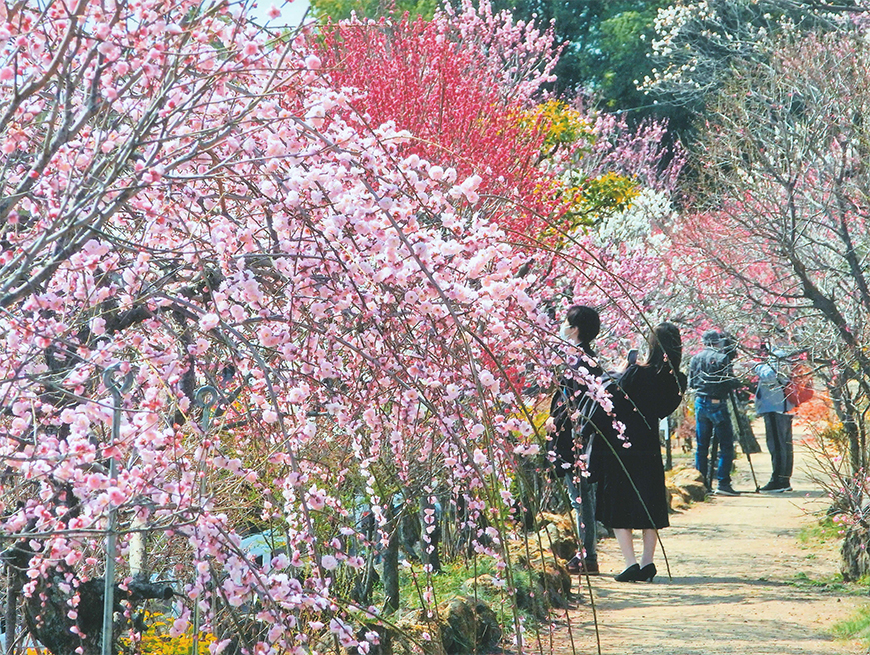 不老園 梅 観光地 山梨 フォトコンテスト 結果