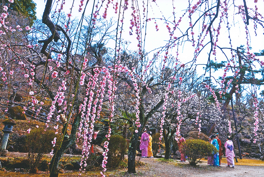 不老園 梅 観光地 山梨 フォトコンテスト 結果