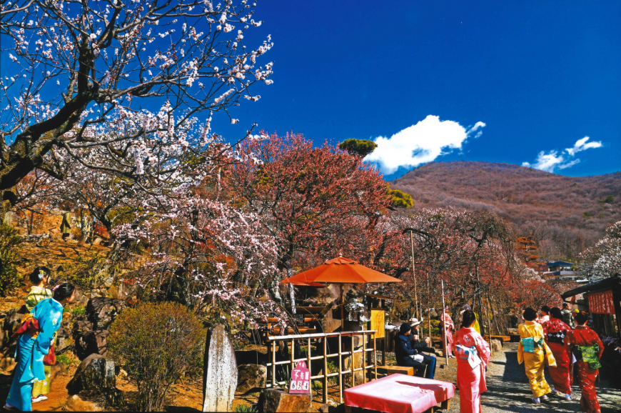 不老園 梅 観光地 山梨 フォトコンテスト 結果