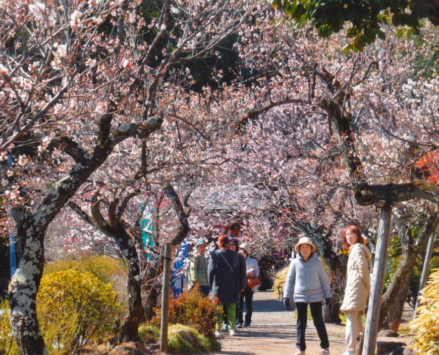 不老園 梅 観光地 山梨 フォトコンテスト 結果