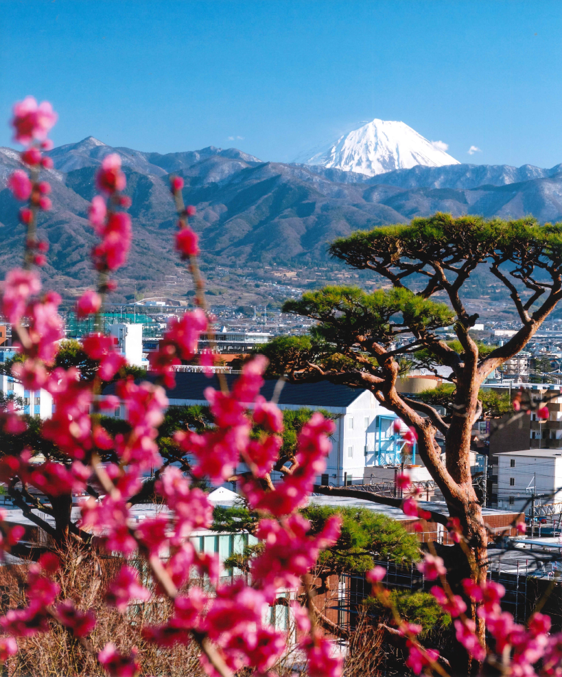 不老園 梅 観光地 山梨 フォトコンテスト 結果
