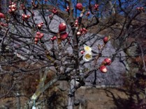 IMG_2025-01-31-11-23-16-039