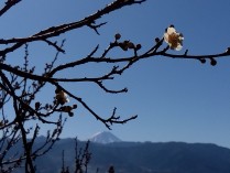 富士山と「冬至梅」